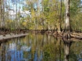 Fisheating Creek near Palmdale, Florida. Royalty Free Stock Photo