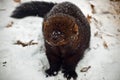 Fisher animal on snow Royalty Free Stock Photo