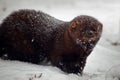 Fisher animal in snow Royalty Free Stock Photo