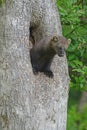 Fisher in a hollow tree. Royalty Free Stock Photo