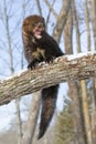 Fisher with huge canine teeth