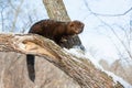 Fisher with long tail