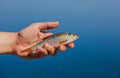 Fisher man holding in his hand caught, river fish