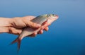 Fisher man holding in his hand caught, river fish