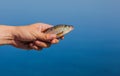 Fisher man holding in his hand caught, river fish