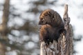 Fisher Martes pennanti Close Up in Tree