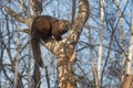 Fisher Martes pennanti Hunched Up in Tree Winter