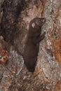 Fisher (Martes pennanti) Kit Climbs Up Tree