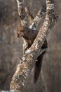 Fisher Martes pennanti Licks Nose in Tree Royalty Free Stock Photo