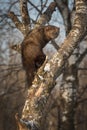 Fisher Martes pennanti Looks Back in Crook of Tree