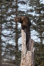 Fisher Martes pennanti Looks Over Shoulder Atop Hollow Tree Royalty Free Stock Photo