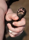 Fisher (Martes pennanti) Paw Royalty Free Stock Photo