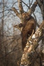 Fisher Martes pennanti Peers Out from Crook in Tree Royalty Free Stock Photo