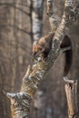 Fisher Martes pennanti Pushes Snow Off Tree Royalty Free Stock Photo