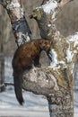 Fisher Martes pennanti Sits in Tree Tail Hanging