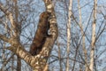 Fisher Martes pennanti Stands Up Along Tree