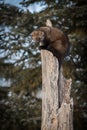 Fisher Martes pennanti Stares Out from Tree Royalty Free Stock Photo