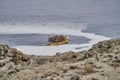 fisher.men harvesting kelp or sea weed in traditional boats Royalty Free Stock Photo