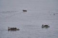 fisher.men harvesting kelp or sea weed in traditional boats Royalty Free Stock Photo