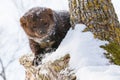 Fisher peeking around tree Royalty Free Stock Photo