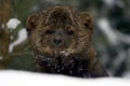 Fisher Portrait in snow Royalty Free Stock Photo