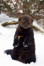 Fisher Portrait in snow Royalty Free Stock Photo