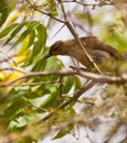 Fisher's Greenbul Royalty Free Stock Photo