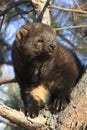 Fisher standing in tree posing Royalty Free Stock Photo