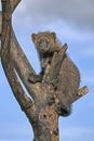 Fisher youngster in tree Royalty Free Stock Photo