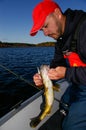 Man Angler Unhooks a Walleye Caught On A Jig Lure Fishing Royalty Free Stock Photo