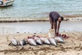 Fisherman and big tuna fish on the Tamarin beach
