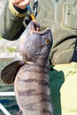 Fisherman with big wolffish near Lofoten, Senija, Alta Norway. Man holding catch Atlantic wolf fish Royalty Free Stock Photo