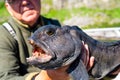 Fisherman with big wolffish near Lofoten, Senija, Alta Norway. Man holding catch Atlantic wolf fish Royalty Free Stock Photo