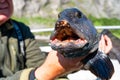 Fisherman with big wolffish near Lofoten, Senija, Alta Norway. Man holding catch Atlantic wolf fish Royalty Free Stock Photo