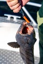 Fisherman with big wolffish near Lofoten, Senija, Alta Norway. Man holding catch Atlantic wolf fish Royalty Free Stock Photo