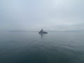 Fisherman boat with a big huge fishnet collecting fish from the bosphorus early morning in mist.