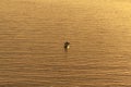 Fisherman in a boat on calm water during sunrise in Thailand