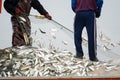 On the fisherman boat, Catching many fish