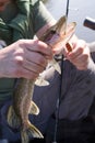 Fisherman in a boat holds a pike fish in his hands close-up. Catching a predatory fish with a spinning rod Royalty Free Stock Photo