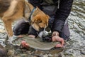 A fisherman with a bull trout and his St Bernard Husky cross dog inspecting the catch