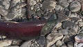 Fisherman catches fish on float and accidentally caught wild red salmon fish