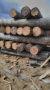 A pile of deadwood