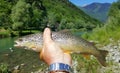 Fisherman catching brown trout in river Royalty Free Stock Photo