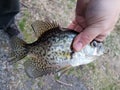 Fisherman caught black crappie fish while fishing and holds it in hand