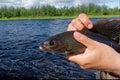 Fisherman caught a large grayling Royalty Free Stock Photo