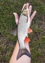 fisherman caught river fish holding in his hand