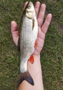 fisherman caught river fish holding in his hand