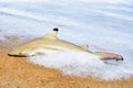 Fisherman caught the shark on the beach with white foam wave at the sea. Shark on fishing-rod with beach background Shark and fish