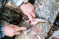 Fisherman cleaning fish on wooden board outdoors Royalty Free Stock Photo