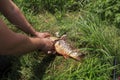 Fisherman cleaning fish from scales Royalty Free Stock Photo